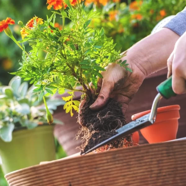 Servicio de Jardineria